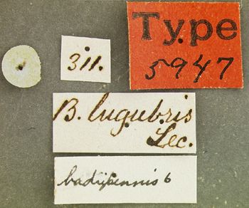 Media type: image;   Entomology 5947 Aspect: labels